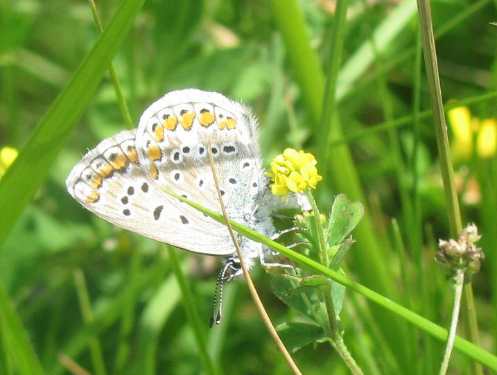 Femmina di Polyommatus icarus?